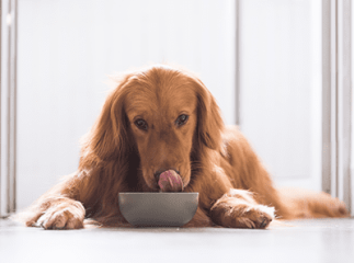 chienne nourriture